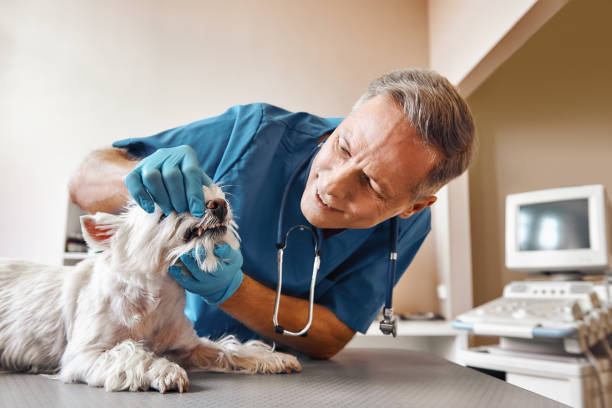 Best Emergency Dentist for Special Needs Patients in Honeyville, UT